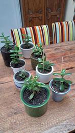 Jadeplant geldboom, Ophalen, Halfschaduw, Minder dan 100 cm