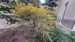 Japanse Esdoorn (Acer palmatum), Tuin en Terras, Planten | Bomen, In pot, Bloeit niet, Halfschaduw, 100 tot 250 cm