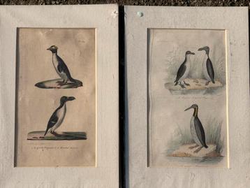 2 oude kopergravures 1850 dunhaim beschikbaar voor biedingen