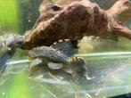Stocklist Loricariidae 03-05-2025, Dieren en Toebehoren, Vis, Zoetwatervis