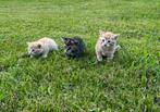 3 lieve kittens, Dieren en Toebehoren, Katten en Kittens | Raskatten | Korthaar, Meerdere dieren