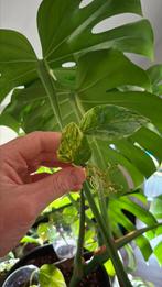 Epipremnum Marble Queen, Overige soorten, Minder dan 100 cm, Groene kamerplant, Halfschaduw