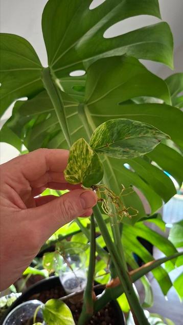 Epipremnum Marble Queen beschikbaar voor biedingen