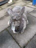 Lief vrouwtjes konijn 8 weken oud, Dieren en Toebehoren, Vrouwelijk