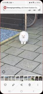 Pomeriaan, Keeshond, Reu, 8 tot 15 weken, Meerdere