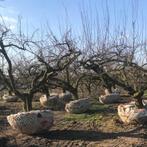De mooiste oude Fruitbomen oa Appelboom Perenboom  Fruitboom, Ophalen, Appelboom, Lente