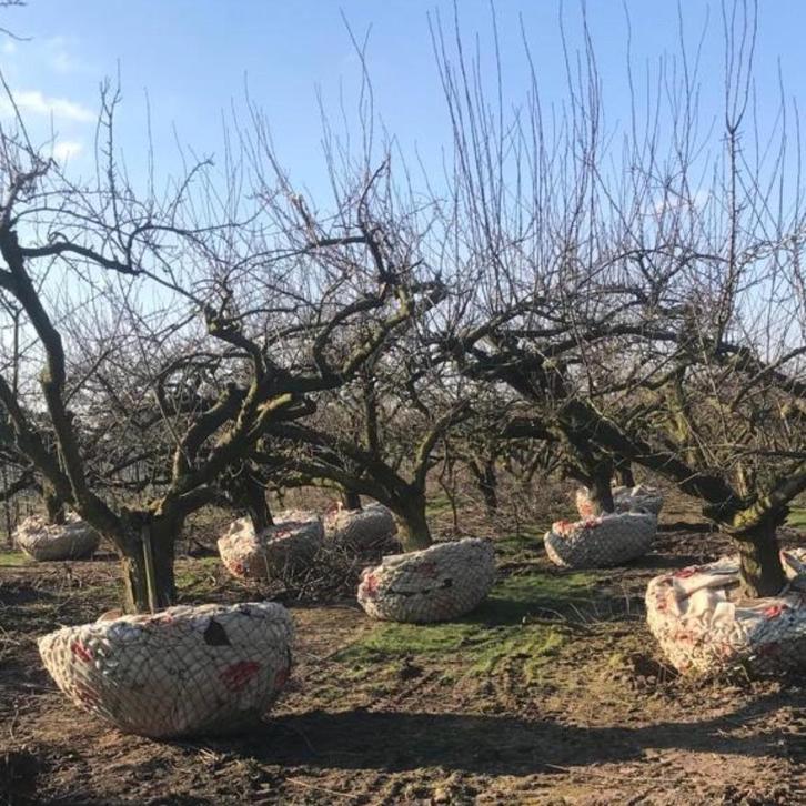 De mooiste oude Fruitbomen oa Appelboom Perenboom  Fruitboom, Tuin en Terras, Planten | Fruitbomen, Appelboom, Lente, Ophalen