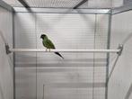 Nandaya parkiet, Dieren en Toebehoren, Vogels | Parkieten en Papegaaien, Geslacht onbekend, Parkiet