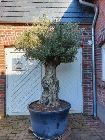 SUMMERDEAL KORTING OP OUDE KNOESTIGE OLIJFBOMEN beschikbaar voor biedingen