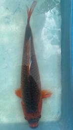Hi Matsuba 38cm, Chagoi 40cm en 35cm, Mukashi 50cm, Dieren en Toebehoren, Vissen | Vijvervissen, Karper of Koi