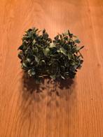 Klein plantje voor in het aquarium, Dieren en Toebehoren, Vissen | Aquaria en Toebehoren, Ophalen, Zo goed als nieuw, Plant(en), Steen of Hout