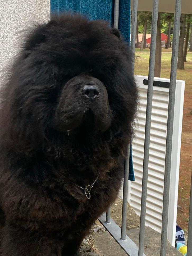Chow chow Reu van 5 jaar, Dieren en Toebehoren, Honden | Poolhonden, Keeshonden en Oertypen, Reu, Poolhond, Particulier, Eén hond