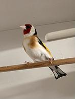 Te koop major putter man 2024, Dieren en Toebehoren, Vogels | Overige Vogels, Mannelijk, Wildzangvogel
