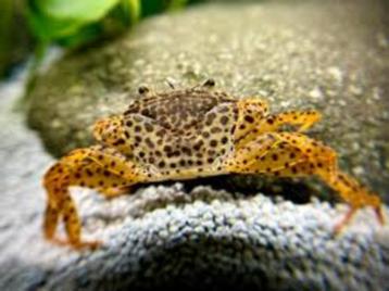 Onderwater krab "Panther" - Parathelphusaa pantherina beschikbaar voor biedingen