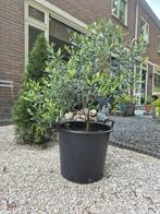 Olijf boom in 30 liter, Tuin en Terras, Planten | Bomen, Ophalen of Verzenden, Volle zon, Olijfboom, 100 tot 250 cm