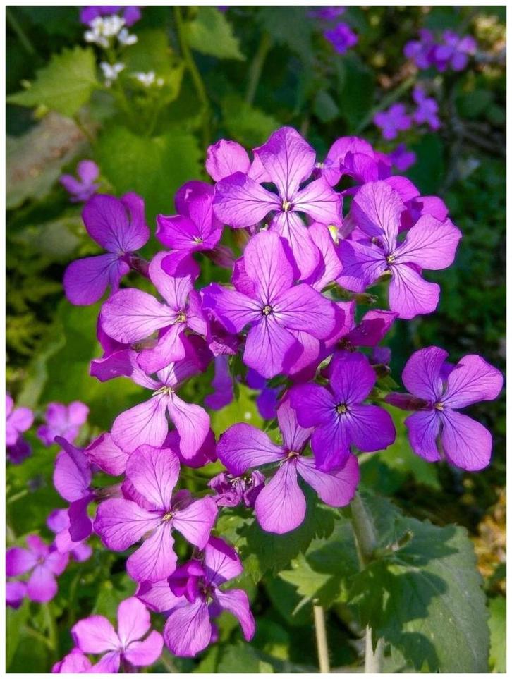 zaden lunaria judaspenning, lavendel, roze papaver, Tuin en Terras, Bloembollen en Zaden, Zaad, Volle zon, Ophalen of Verzenden