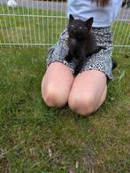 Lieve kittens! Mogen weg!, Meerdere dieren, Kortharig, 0 tot 2 jaar