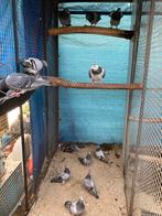 Gezocht Postduiven !!, Dieren en Toebehoren, Vogels | Duiven, Meerdere dieren, Postduif