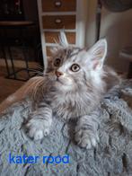 Maine coontjes, Dieren en Toebehoren, Meerdere dieren, Gechipt