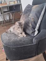 Leuke en speelse kitten te koop. Zie omschrijving., Dieren en Toebehoren, Poes