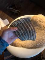 Zeer zeldzame Mammoet kies, Verzamelen, Mineralen en Fossielen, Ophalen, Fossiel