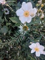 Anemone hybrida honorine jobert, Volle zon, Vaste plant, Zomer, Ophalen