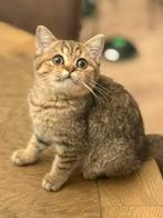 Britse korthaar kittens. Nog 1 poesje, Dieren en Toebehoren, Katten en Kittens | Raskatten | Korthaar, Meerdere dieren, Ingeënt