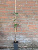 Shipova Plant - 60cm Hoog  peer X lijsterbes ZELDZAAM, Lente, Minder dan 100 cm, Volle zon, In pot