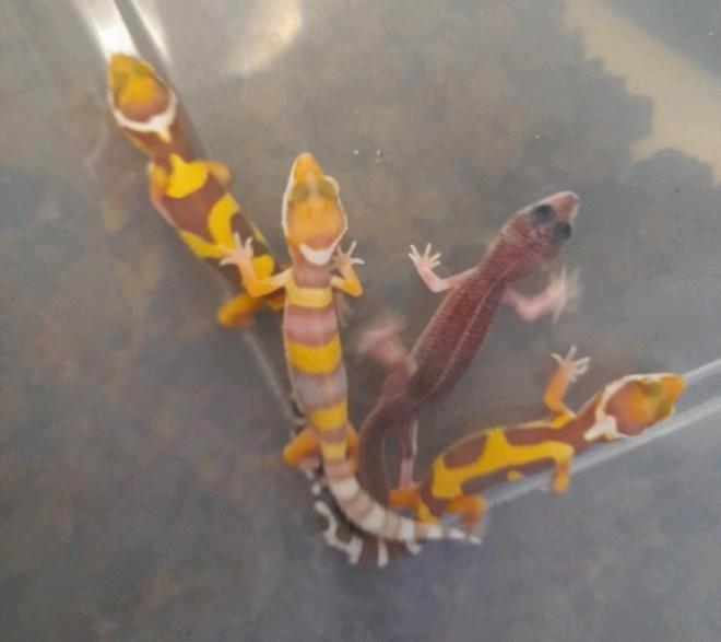 Jonge luipaardgekko 's