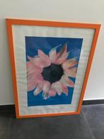Print Sunflower van Anne Worthington in oranje lijst, Print, Zo goed als nieuw, 50 tot 75 cm, 50 tot 75 cm