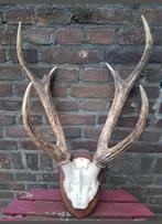 Prachtig zeer uniek antiek herten schedel gewei geweien kop, Verzamelen, Dierenverzamelingen, Ophalen of Verzenden, Zo goed als nieuw