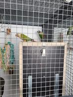 Bewezen koppel pyrrhura 's, Dieren en Toebehoren, Vogels | Parkieten en Papegaaien, Meerdere dieren, Parkiet