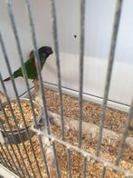 Pyrrhura leucotis emma TOP kweekkoppel!!!!!!, Meerdere dieren, Parkiet