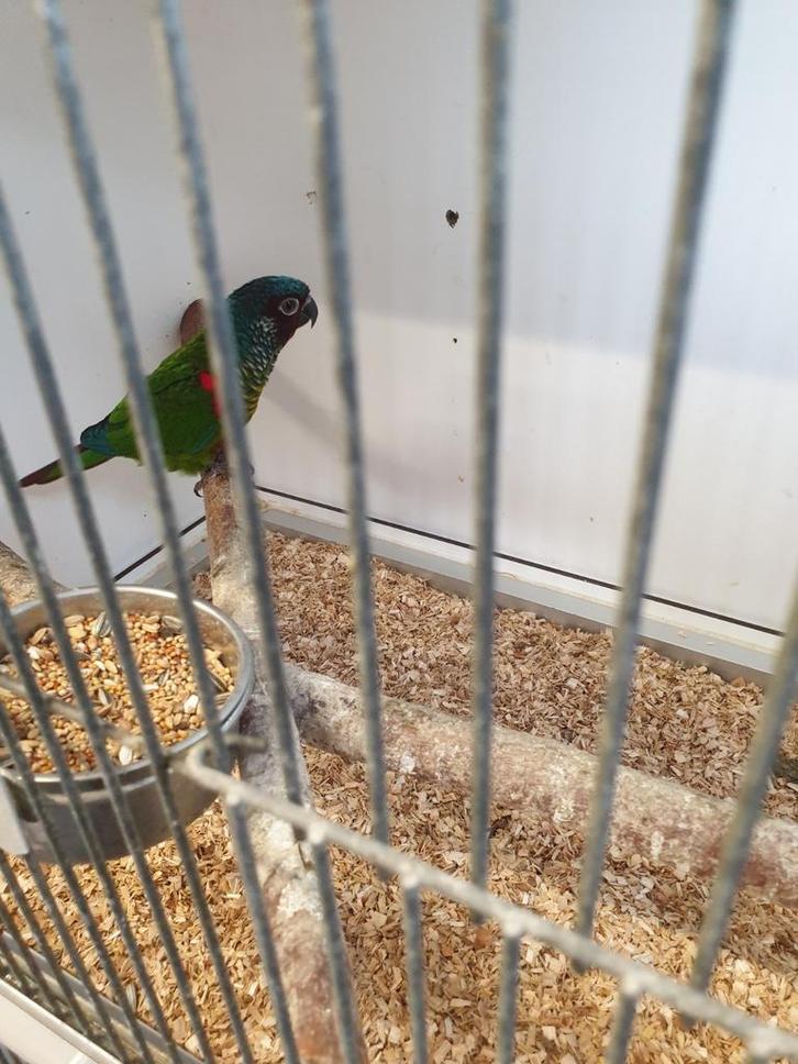 Pyrrhura leucotis emma TOP kweekkoppel!!!!!!, Dieren en Toebehoren, Vogels | Parkieten en Papegaaien, Parkiet, Meerdere dieren