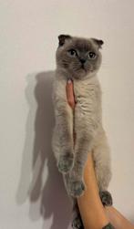 Britse kat, Dieren en Toebehoren, Poes, Gechipt, 0 tot 2 jaar