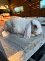 Lief jong Nederlands Hangoor Dwerg satijn voedster, Dieren en Toebehoren, Konijnen, Vrouwelijk, Dwerg, Hangoor, 0 tot 2 jaar