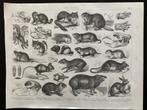 Zoologische prent 1870 eekhoorn, hamster, cavia capibara, Antiek en Kunst, Ophalen of Verzenden