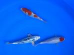 Diverse Japanse koi karper | Koikarpers  | Tosai vissen, Karper of Koi