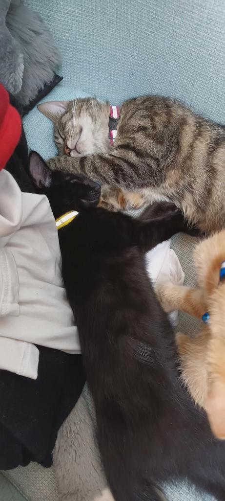 Een jaar oud zwart katje opzoek naar haar nieuwe huis., Dieren en Toebehoren, Katten en Kittens | Overige Katten, Poes, 0 tot 2 jaar