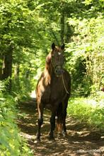 Verzorger gezocht voor Welsh Cob pony, Dieren en Toebehoren, Stalling en Weidegang
