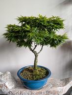 Acer Japanse Esdoorn sharp S Pygmy Bonsai 50cm, Bloeit niet, Halfschaduw, Minder dan 100 cm, Overige soorten
