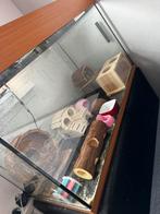 Hamster kooi incl alle toebehoren, 60 tot 90 cm, Ophalen of Verzenden, Zo goed als nieuw, 75 tot 110 cm