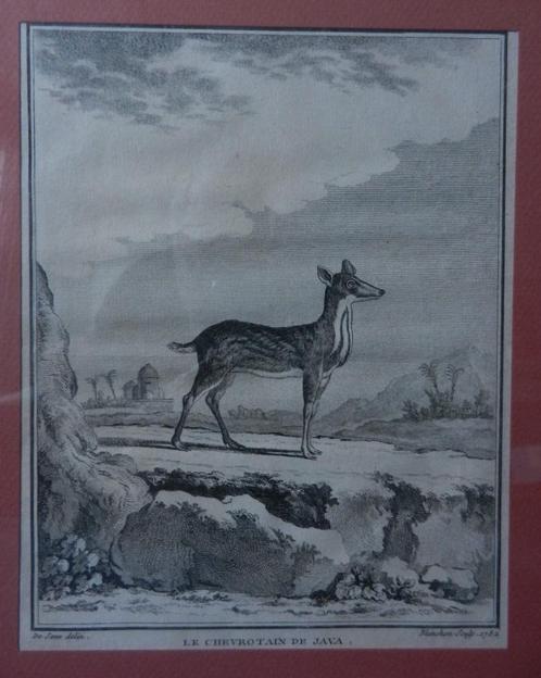 Gravure LE CHEVROTAIN DE JAVA Blanchon/Buffon 1782 18,6x14,6, Antiek en Kunst, Kunst | Etsen en Gravures, Ophalen of Verzenden