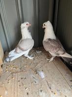 duiven, Dieren en Toebehoren, Meerdere dieren, Overige soorten