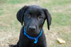 Kruising labrador/mechelse herder, Dieren en Toebehoren, Honden | Herdershonden en Veedrijvers, Rabiës (hondsdolheid), 8 tot 15 weken