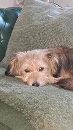 Boemer hondje, Dieren en Toebehoren, Honden | Niet-rashonden, Particulier, Rabiës (hondsdolheid), 1 tot 2 jaar, Buitenland