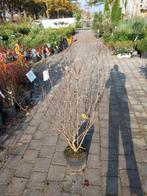 Magnolia Stellata - Stermagnolia in pot, Tuin en Terras, Planten | Bomen, Overige soorten, Lente, Ophalen, Volle zon