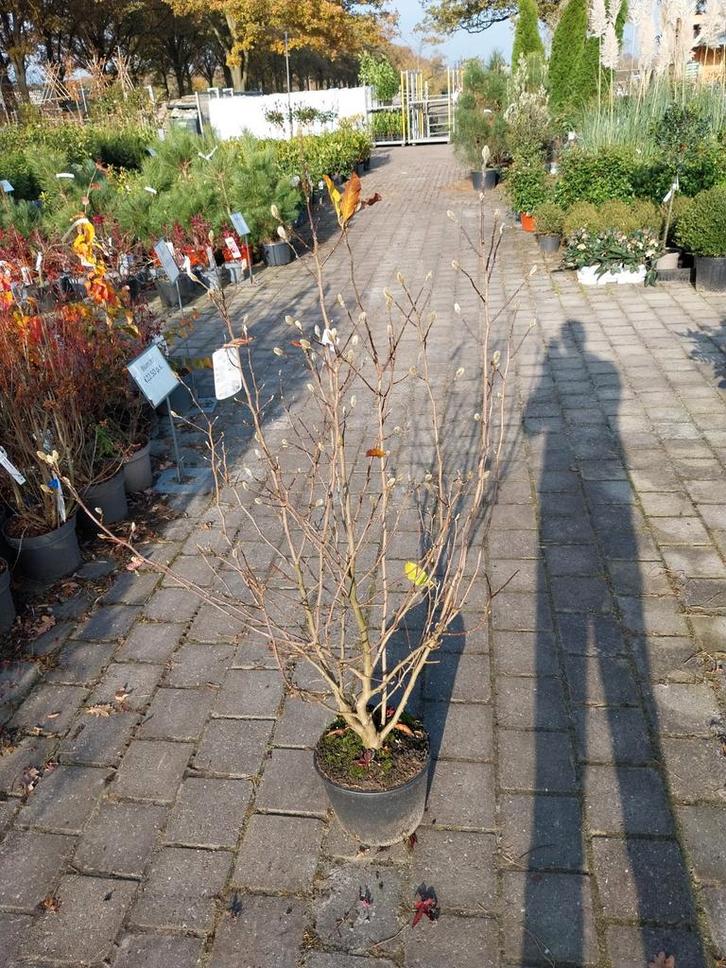 Magnolia Stellata - Stermagnolia in pot, Tuin en Terras, Planten | Bomen, Overige soorten, Volle zon, Lente, In pot, Ophalen