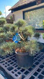 Pinus sylvestris Repens bonsai,vormboom deze week 10%korting, Tuin en Terras, Ophalen, Bloeit niet, Overige soorten, Minder dan 100 cm