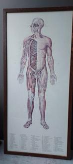 2 anatomische posters van het menselijk lichaam, Antiek en Kunst, Ophalen of Verzenden